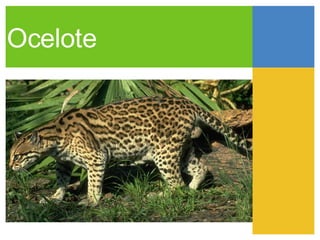 Ocelote 