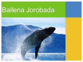 Ballena Jorobada 