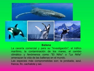 Ballena
La cacería comercial y para su "investigación", el tráfico
marítimo, la contaminación de los mares, el cambio
climático y fenómenos como "El Niño" o "La Niña"
amenazan la vida de las ballenas en el mundo.
Las especies más comprometidas son: la jorobada, azul,
franca, fin, cachalote y sei.
 