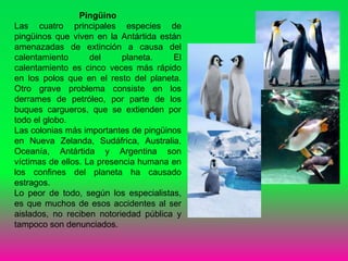Pingüino
Las cuatro principales especies de
pingüinos que viven en la Antártida están
amenazadas de extinción a causa del
calentamiento del planeta. El
calentamiento es cinco veces más rápido
en los polos que en el resto del planeta.
Otro grave problema consiste en los
derrames de petróleo, por parte de los
buques cargueros, que se extienden por
todo el globo.
Las colonias más importantes de pingüinos
en Nueva Zelanda, Sudáfrica, Australia,
Oceanía, Antártida y Argentina son
víctimas de ellos. La presencia humana en
los confines del planeta ha causado
estragos.
Lo peor de todo, según los especialistas,
es que muchos de esos accidentes al ser
aislados, no reciben notoriedad pública y
tampoco son denunciados.
 