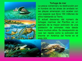 Tortuga de mar
La pesca comercial y la destrucción por
el hombre de las áreas de anidado en
las playas amenazan con acabar con
una especie que lleva 150 millones de
años habitando la Tierra.
El actual descenso del número de
tortugas marinas del Pacífico es un
ejemplo de la mayor extinción de una
población de animales vista desde
hace muchos años. Su desaparición es
casi tan rápida como la extinción del
bisonte en América del Norte en el
siglo XIX.
 