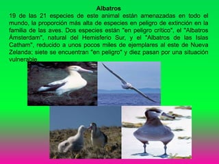 Albatros
19 de las 21 especies de este animal están amenazadas en todo el
mundo, la proporción más alta de especies en peligro de extinción en la
familia de las aves. Dos especies están "en peligro crítico", el "Albatros
Ámsterdam", natural del Hemisferio Sur, y el "Albatros de las Islas
Catham", reducido a unos pocos miles de ejemplares al este de Nueva
Zelanda; siete se encuentran "en peligro" y diez pasan por una situación
vulnerable.
 