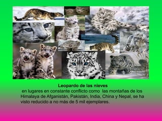 Leopardo de las nieves
en lugares en constante conflicto como las montañas de los
Himalaya de Afganistán, Pakistán, India, China y Nepal, se ha
visto reducido a no más de 5 mil ejemplares.
 