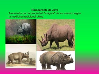 Rinoceronte de Java
Asesinado por la propiedad "mágica" de su cuerno según
la medicina tradicional china
 