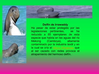 Delfín de Irrawaddy
Ha pesar de estar protegido por las
legislaciones pertinentes, se ha
reducido a 85 ejemplares de esta
especie que habita en las aguas del río
Mekong (Camboya), altamente
contaminado por la industria textil y en
la cual se cría el tóxico Pangasius que
al ser cazado con redes provoca el
atrapamiento del hermoso delfín.
 