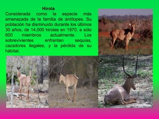 Hirola
Considerada como la especie más
amenazada de la familia de antílopes. Su
población ha disminuido durante los últimos
30 años, de 14,000 hirolas en 1970, a sólo
600 miembros actualmente. Los
sobrevivientes enfrentan sequías,
cazadores ilegales, y la pérdida de su
hábitat.
 