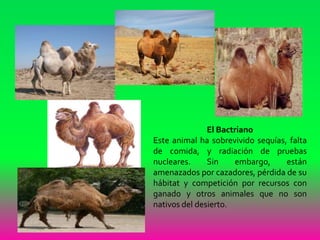 El Bactriano
Este animal ha sobrevivido sequías, falta
de comida, y radiación de pruebas
nucleares. Sin embargo, están
amenazados por cazadores, pérdida de su
hábitat y competición por recursos con
ganado y otros animales que no son
nativos del desierto.
 