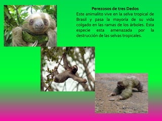Perezosos de tres Dedos
Este animalito vive en la selva tropical de
Brasil y pasa la mayoría de su vida
colgado en las ramas de los árboles. Esta
especie esta amenazada por la
destrucción de las selvas tropicales.
 