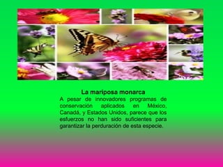 La mariposa monarca
A pesar de innovadores programas de
conservación aplicados en México,
Canadá, y Estados Unidos, parece que los
esfuerzos no han sido suficientes para
garantizar la perduración de esta especie.
 