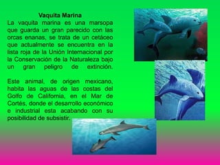 Vaquita Marina
La vaquita marina es una marsopa
que guarda un gran parecido con las
orcas enanas, se trata de un cetáceo
que actualmente se encuentra en la
lista roja de la Unión Internacional por
la Conservación de la Naturaleza bajo
un gran peligro de extinción.
Este animal, de origen mexicano,
habita las aguas de las costas del
Golfo de California, en el Mar de
Cortés, donde el desarrollo económico
e industrial esta acabando con su
posibilidad de subsistir.
 