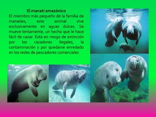 El manatí amazónico
El miembro más pequeño de la familia de
manatíes, este animal vive
exclusivamente en aguas dulces. Se
mueve lentamente, un hecho que le hace
fácil de cazar. Está en riesgo de extinción
por los cazadores ilegales, la
contaminación y por quedarse enredado
en los redes de pescadores comerciales
 