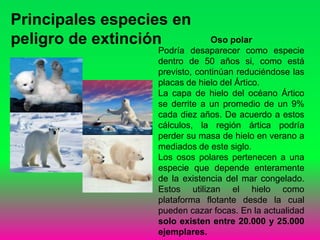 Principales especies en
peligro de extinción Oso polar
Podría desaparecer como especie
dentro de 50 años si, como está
previsto, continúan reduciéndose las
placas de hielo del Ártico.
La capa de hielo del océano Ártico
se derrite a un promedio de un 9%
cada diez años. De acuerdo a estos
cálculos, la región ártica podría
perder su masa de hielo en verano a
mediados de este siglo.
Los osos polares pertenecen a una
especie que depende enteramente
de la existencia del mar congelado.
Estos utilizan el hielo como
plataforma flotante desde la cual
pueden cazar focas. En la actualidad
solo existen entre 20.000 y 25.000
ejemplares.
 