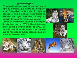 Tigre de Bengala
El segundo animal más amenazado es el
tigre de Bengala, que habita en manglares
entre Bangladesh y la India. El tigre de
Bengala o indio (Panthera Tigris Tigris) es,
después del tigre siberiano, la segunda
especie de tigre más grande del planeta.
Debido al crecimiento anual de 4 milímetros
del nivel del mar, un 70% del hábitat de este
felino podría perderse antes de 2060. Su
situación actual es alarmante y es por eso
que se han creado nuevas reservas para su
preservación en la India.
 