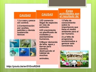 1.Falta de
conocimiento
sobre la
importancia que
tiene el medio
ambiente para el
ser humano.
2.La falta de
programas
encaminados a
generar esta
conciencia.
Estas
actividades son
el resultado de:
3.El comercio
ilegal de especies
en vías de
extinción.
4.El crecimiento
no planificado de
ciudades y
asentamiento
humanos.
5.Mayor demanda
de leña, agua y
tierras para
siembra,
destruyendo el
hábitat de
muchos
animales.
CAUSAS
1.La caza y pesca
sin control.
2.Contaminación
por aceites,
petróleo y demás
sustancias
tóxicas
CAUSAS
http://youtu.be/wr51GvxRZA8