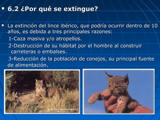  6.2 ¿Por qué se extingue?6.2 ¿Por qué se extingue?
 La extinción del lince ibérico, que podría ocurrir dentro de 10La extinción del lince ibérico, que podría ocurrir dentro de 10
años, es debida a tres principales razones:años, es debida a tres principales razones:
1-Caza masiva y/o atropellos.1-Caza masiva y/o atropellos.
2-Destrucción de su hábitat por el hombre al construir2-Destrucción de su hábitat por el hombre al construir
carreteras o embalses.carreteras o embalses.
3-Reducción de la población de conejos, su principal fuente3-Reducción de la población de conejos, su principal fuente
de alimentaciónde alimentación..
 