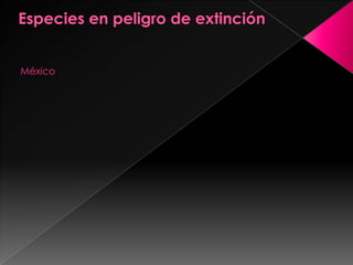 Especies en peligro de extinción México 