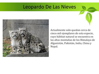 Leopardo De Las Nieves



           Actualmente solo quedan cerca de
           cinco mil ejemplares de esta especie,
           cuyo hábitat natural se encuentra en
           las altas montañas de los Himalaya de
           Afganistán, Pakistán, India, China y
           Nepal.
 