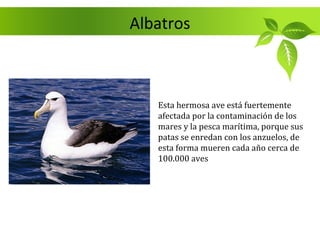 Albatros



   Esta hermosa ave está fuertemente
   afectada por la contaminación de los
   mares y la pesca marítima, porque sus
   patas se enredan con los anzuelos, de
   esta forma mueren cada año cerca de
   100.000 aves
 