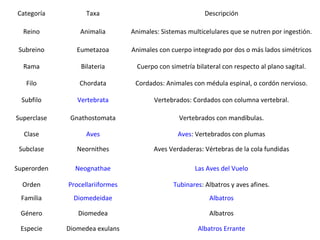 Categoría          Taxa                                    Descripción

  Reino          Animalia        Animales: Sistemas multicelulares que se nutren por ingestión.

 Subreino       Eumetazoa        Animales con cuerpo integrado por dos o más lados simétricos

  Rama           Bilateria         Cuerpo con simetría bilateral con respecto al plano sagital.

   Filo         Chordata          Cordados: Animales con médula espinal, o cordón nervioso.

  Subfilo       Vertebrata               Vertebrados: Cordados con columna vertebral.

Superclase    Gnathostomata                      Vertebrados con mandíbulas.

  Clase            Aves                          Aves: Vertebrados con plumas

 Subclase       Neornithes              Aves Verdaderas: Vértebras de la cola fundidas

Superorden     Neognathae                              Las Aves del Vuelo

  Orden      Procellariiformes                 Tubinares: Albatros y aves afines.
 Familia       Diomedeidae                                  Albatros

 Género         Diomedea                                    Albatros

 Especie     Diomedea exulans                           Albatros Errante
 
