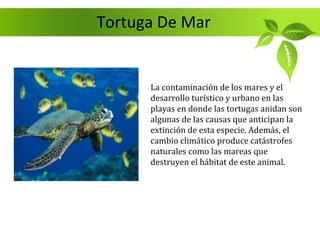 Tortuga De Mar


      La contaminación de los mares y el
      desarrollo turístico y urbano en las
      playas en donde las tortugas anidan son
      algunas de las causas que anticipan la
      extinción de esta especie. Además, el
      cambio climático produce catástrofes
      naturales como las mareas que
      destruyen el hábitat de este animal.
 