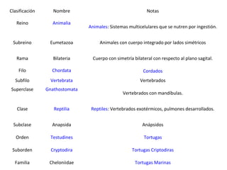 Clasificación      Nombre                                    Notas

   Reino          Animalia
                                Animales: Sistemas multicelulares que se nutren por ingestión.


 Subreino        Eumetazoa           Animales con cuerpo integrado por lados simétricos


   Rama            Bilateria      Cuerpo con simetría bilateral con respecto al plano sagital.

    Filo          Chordata                                 Cordados
  Subfilo         Vertebrata                             Vertebrados
Superclase      Gnathostomata
                                                Vertebrados con mandíbulas.


   Clase           Reptilia      Reptiles: Vertebrados exotérmicos, pulmones desarrollados.


 Subclase         Anapsida                                Anápsidos

   Orden          Testudines                               Tortugas

 Suborden         Cryptodira                         Tortugas Criptodiras

  Familia        Cheloniidae                           Tortugas Marinas
 