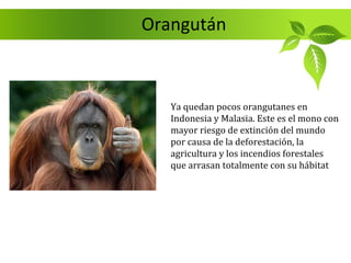 Orangután



   Ya quedan pocos orangutanes en
   Indonesia y Malasia. Este es el mono con
   mayor riesgo de extinción del mundo
   por causa de la deforestación, la
   agricultura y los incendios forestales
   que arrasan totalmente con su hábitat
 