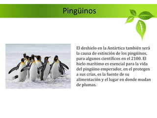 Pingüinos



   El deshielo en la Antártica también será
   la causa de extinción de los pingüinos,
   para algunos científicos en el 2100. El
   hielo marítimo es esencial para la vida
   del pingüino emperador, en el protegen
   a sus crías, es la fuente de su
   alimentación y el lugar en donde mudan
   de plumas.
 