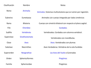 Clasificación      Nombre                                      Notas

   Reino           Animalia
                                  Animales: Sistemas multicelulares que se nutren por ingestión.

 Subreino         Eumetazoa            Animales con cuerpo integrado por lados simétricos

   Rama            Bilateria        Cuerpo con simetría bilateral con respecto al plano sagital.

    Filo           Chordata                                  Cordados

  Subfilo         Vertebrata              Vertebrados: Cordados con columna vertebral.

Superclase      Gnathostomata
                                                  Vertebrados con mandíbulas.

   Clase             Aves                         Aves: Vertebrados con plumas

 Subclase         Neornithes             Aves Verdaderas: Vértebras de la cola fundidas

Superorden       Neognathae                      Las Aves del Vuelo o Carenadas

   Orden        Sphenisciformes                              Pingüinos

  Familia        Spheniscidae                                Pingüinos
 