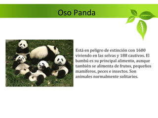 Oso Panda



    Está en peligro de extinción con 1600
    viviendo en las selvas y 188 cautivos. El
    bambú es su principal alimento, aunque
    también se alimenta de frutos, pequeños
    mamíferos, peces e insectos. Son
    animales normalmente solitarios.
 