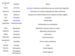 Clasificació
                  Nombre                                    Notas
     n
  Reino          Animalia      Animales: Sistemas multicelulares que se nutren por ingestión.
 Subreino       Eumetazoa           Animales con cuerpo integrado por lados simétricos
  Rama            Bilateria      Cuerpo con simetría bilateral con respecto al plano sagital.
    Filo         Chordata                                 Cordados
  Subfilo        Vertebrata                             Vertebrados
Superclase     Gnathostomata
                                               Vertebrados con mandíbulas.

   Clase         Mammalia                   Mamíferos: Poseen pelos en la piel.
 Subclase         Eutheria                        Mamíferos Placentarios
  Orden          Carnivora                               Carnívoros
Suborden        Caniformia                            Forma de perros
Superfamili
                 Canoidea                         Perros, osos y parientes
    a
  Familia         Ursidae                                   Osos
 Género         Ailuropoda                             Panda Gigante
 Especie        Ailuropoda
                                                       Panda Gigante
                melanoleuca
 