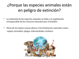 ¿Porque las especies animales están
         en peligro de extinción?
•   La extinción de las especies animales se debe a la explotación
    irresponsable de los recursos naturales por el hombre.

•   Otras de las tantas causas abarca a los fenómenos naturales como:
    sequía, incendios, plagas, enfermedades, etcétera.
 