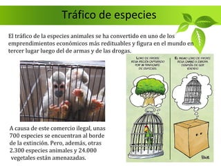 Tráfico de especies
El tráfico de la especies animales se ha convertido en uno de los
emprendimientos económicos más redituables y figura en el mundo en
tercer lugar luego del de armas y de las drogas.




A causa de este comercio ilegal, unas
700 especies se encuentran al borde
de la extinción. Pero, además, otras
2.300 especies animales y 24.000
vegetales están amenazadas.
 