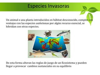 Especies Invasoras

Un animal o una planta introducidos en hábitat desconocido, compite con
ventajas con las especies autóctonas por algún recurso esencial, se
hibridan con otras especies.




De esta forma alteran las reglas de juego de un Ecosistema y pueden
llegar a provocar cambios sustanciales en su equilibrio
 