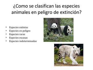 ¿Como se clasifican las especies
     animales en peligro de extinción?

•   Especies extintas
•   Especies en peligro
•   Especies raras
•   Especies escasas
•   Especies indeterminadas
 
