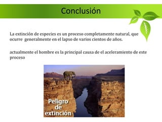 Conclusión

La extinción de especies es un proceso completamente natural, que
ocurre generalmente en el lapso de varios cientos de años.

actualmente el hombre es la principal causa de el aceleramiento de este
proceso
 