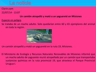 Clarin.com 
22/07/14 - 13:07 
Un camión atropelló y mató a un yaguareté en Misiones 
Especie en peligro 
Se trataba de un macho adulto. Solo quedarían entre 60 y 65 ejemplares del animal 
en toda la región. 
Un camión atropelló y mató un yaguareté en la ruta 19, Misiones. 
El Ministerio de Ecología y Recursos Naturales Renovables de Misiones informó que 
un macho adulto de yaguarete murió atropellado por un camión que transportaba 
sustancias químicas en la ruta provincial 19, que atraviesa el Parque Provincial 
Urugua-í. 
 