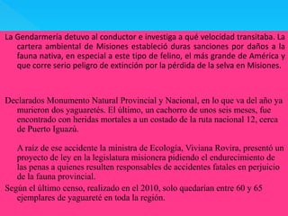 La Gendarmería detuvo al conductor e investiga a qué velocidad transitaba. La 
cartera ambiental de Misiones estableció duras sanciones por daños a la 
fauna nativa, en especial a este tipo de felino, el más grande de América y 
que corre serio peligro de extinción por la pérdida de la selva en Misiones. 
Declarados Monumento Natural Provincial y Nacional, en lo que va del año ya 
murieron dos yaguaretés. El último, un cachorro de unos seis meses, fue 
encontrado con heridas mortales a un costado de la ruta nacional 12, cerca 
de Puerto Iguazú. 
A raíz de ese accidente la ministra de Ecología, Viviana Rovira, presentó un 
proyecto de ley en la legislatura misionera pidiendo el endurecimiento de 
las penas a quienes resulten responsables de accidentes fatales en perjuicio 
de la fauna provincial. 
Según el último censo, realizado en el 2010, solo quedarían entre 60 y 65 
ejemplares de yaguareté en toda la región. 
 