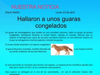 Diario Natlol Lunes 22 de abril 
Hallaron a unos guaras 
congelados 
Un grupo de investigadores que estaba en una actividad nocturna, halló un grupo de guarás 
congelados. Decidieron llevarlos al museo Natlol, ubicado en Canadá. Afirman que su 
especie se extinguió por causa de una gran actividad volcánica; en una extinción masiva, en 
la que se extinguieron muchas especies, incluido los guarás. 
El museo Natlol expondrá a la especie congelada en octubre del 3200. 
El guará (Dusicyon australis), también llamado zorro lobo de las Malvinas, es una especie extinta 
de cánido endémico de las Islas Malvinas. 
Se está pensando en clonarlos para formar una especie. La mayoría de los científicos aprobó está 
idea pero recién en 3211 se va a comenzar este proyecto. 
Esta especie se extinguió en la era de los cavernícolas , en una la extinción masiva más 
importante. 
 