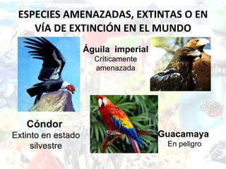 ESPECIES AMENAZADAS, EXTINTAS O EN VÍA DE EXTINCIÓN EN EL MUNDO Cóndor   Extinto en estado silvestre Águila  imperial Críticamente amenazada Guacamaya   En peligro 