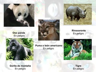 Gorila de montaña En peligro Oso panda  En peligro Rinoceronte En peligro  Tigre En peligro Puma o león americano En peligro  