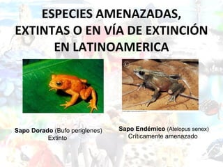 ESPECIES AMENAZADAS, EXTINTAS O EN VÍA DE EXTINCIÓN EN LATINOAMERICA Sapo Endémico   (Atelopus senex) Críticamente amenazado  Sapo Dorado  (Bufo periglenes) Extinto  