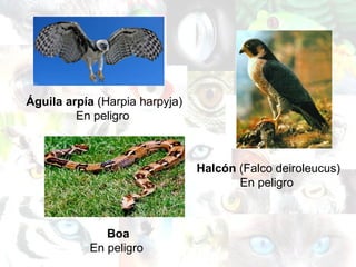 Águila arpía  (Harpia harpyja) En peligro  Halcón  (Falco deiroleucus) En peligro  Boa En peligro  