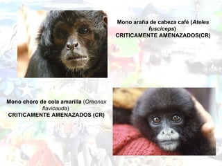 Mono choro de cola amarilla  ( Oreonax flavicauda )  CRITICAMENTE AMENAZADOS (CR) Mono araña de cabeza café ( Ateles fusciceps )  CRITICAMENTE AMENAZADOS(CR) 