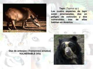 Oso de anteojos ( Tremarctos ornatus ) VULNERABLE (VU) Tapir  ( Tapirus sp. ) Las cuatro especies de tapir están amenazadas, dos en peligro de extinción y dos vulnerables; tres de ellas habitan en América.  