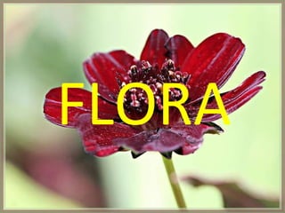 FLORA 