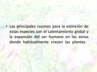 Las principales razones para la extinción de estas especies son el calentamiento global y la expansión del ser humano en las zonas donde habitualmente crecen las plantas.  