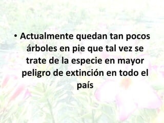 Actualmente quedan tan pocos árboles en pie que tal vez se trate de la especie en mayor peligro de extinción en todo el país 