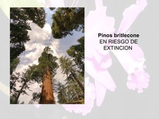 Pinos   britlecone EN RIESGO DE EXTINCION  