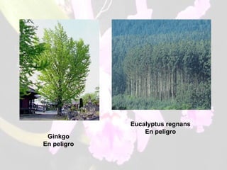Ginkgo En peligro Eucalyptus regnans En peligro 