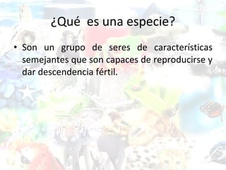 ¿Qué  es una especie? Son un grupo de seres de características semejantes que son capaces de reproducirse y dar descendencia fértil.  